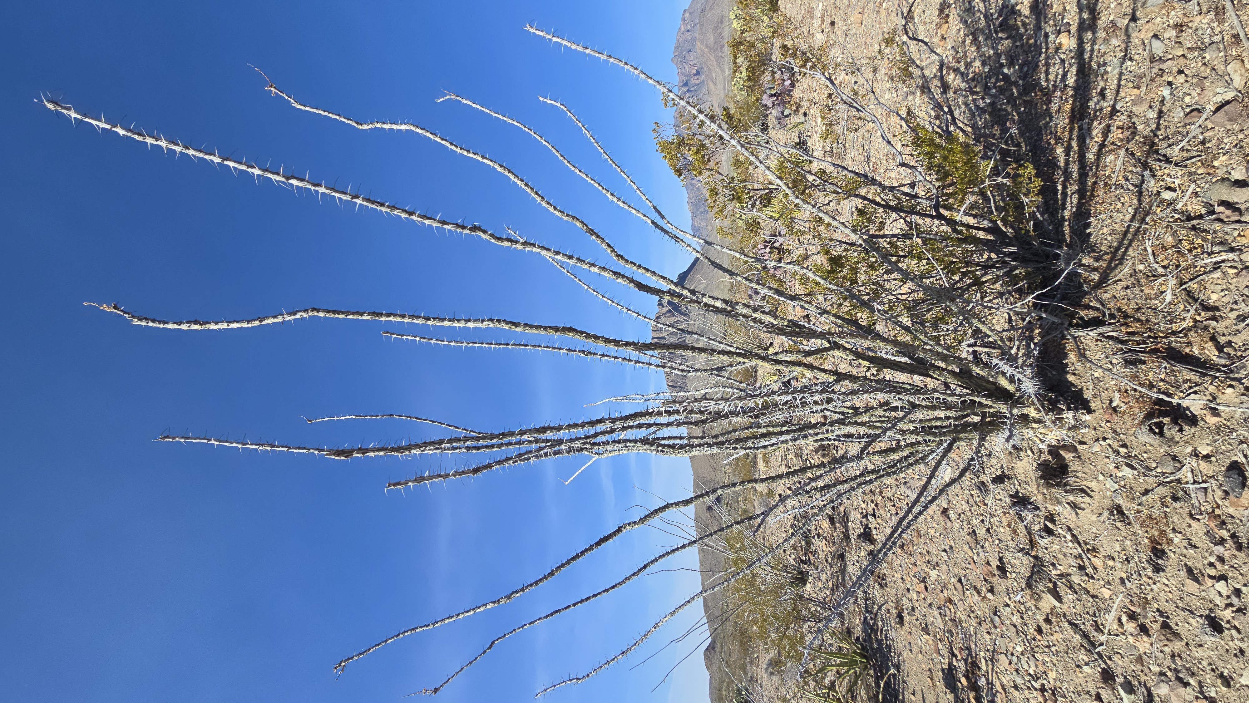 Pointy cactus