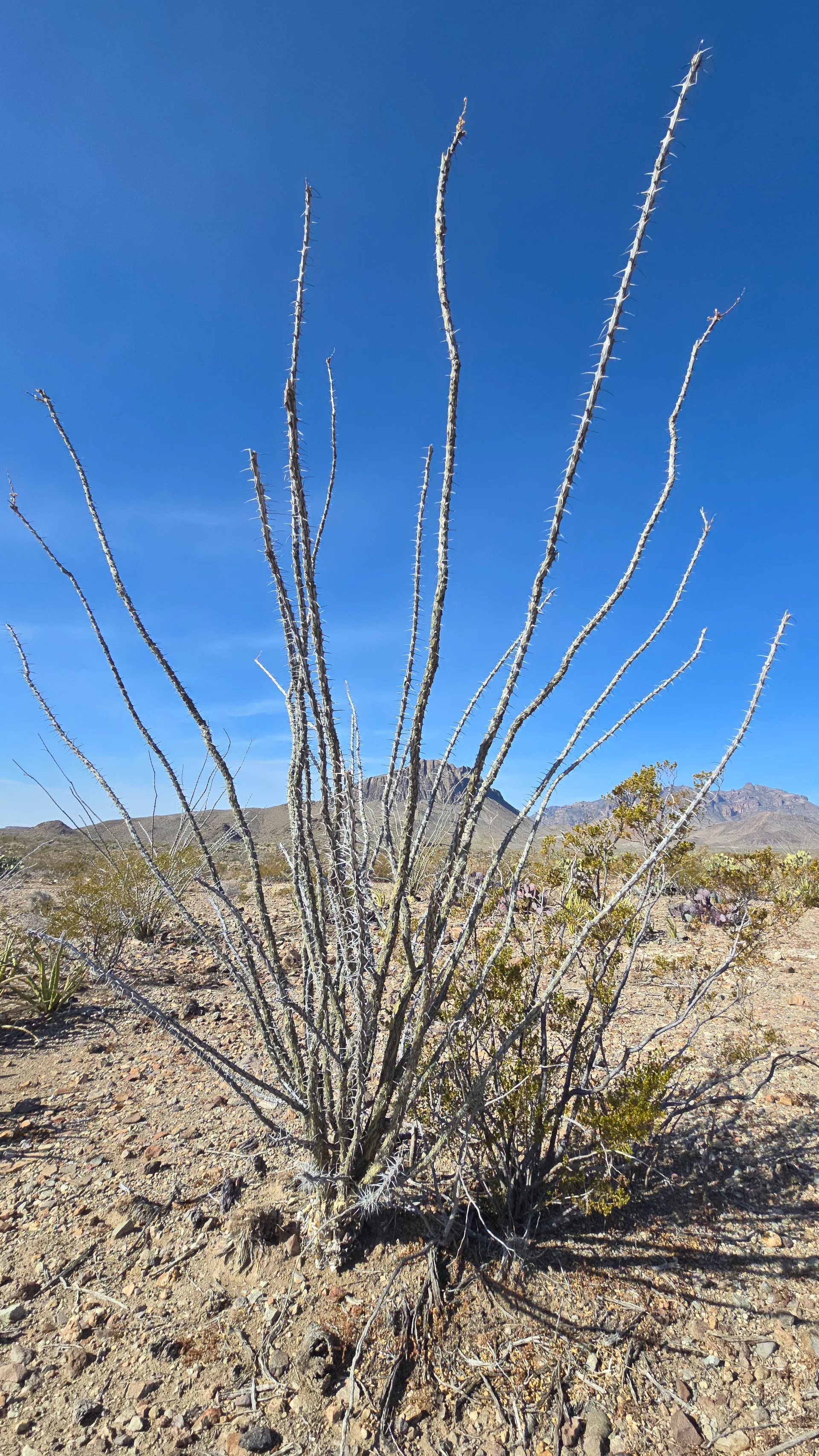 Pointy cactus