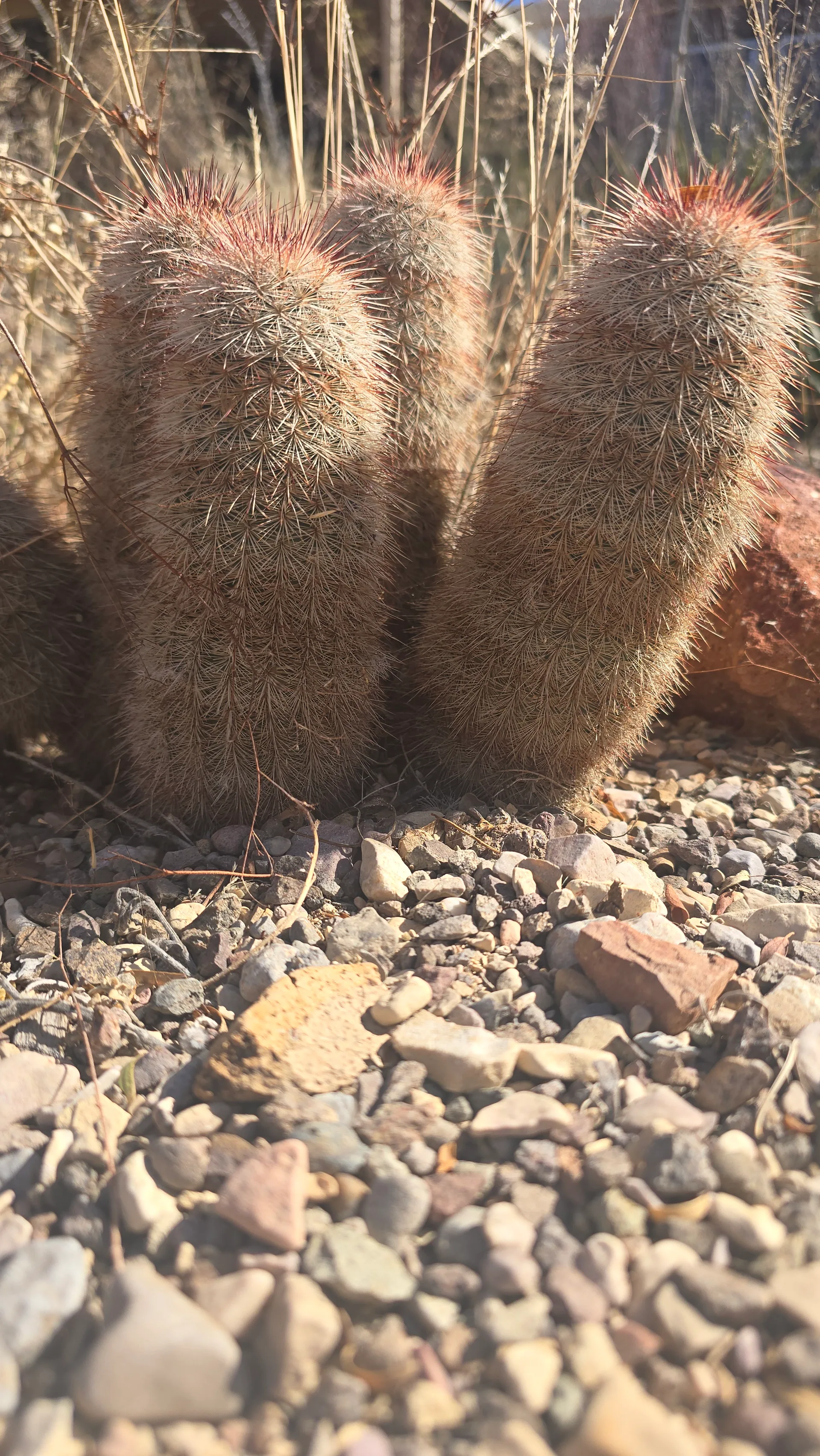 Desert cactus