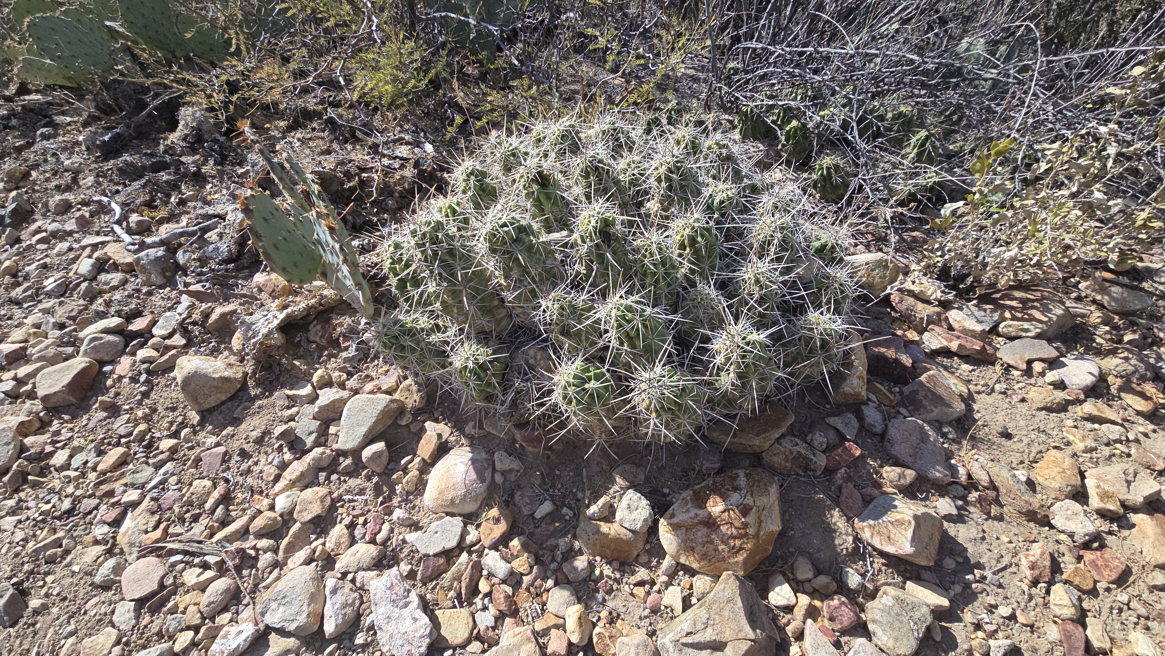 Desert cactus