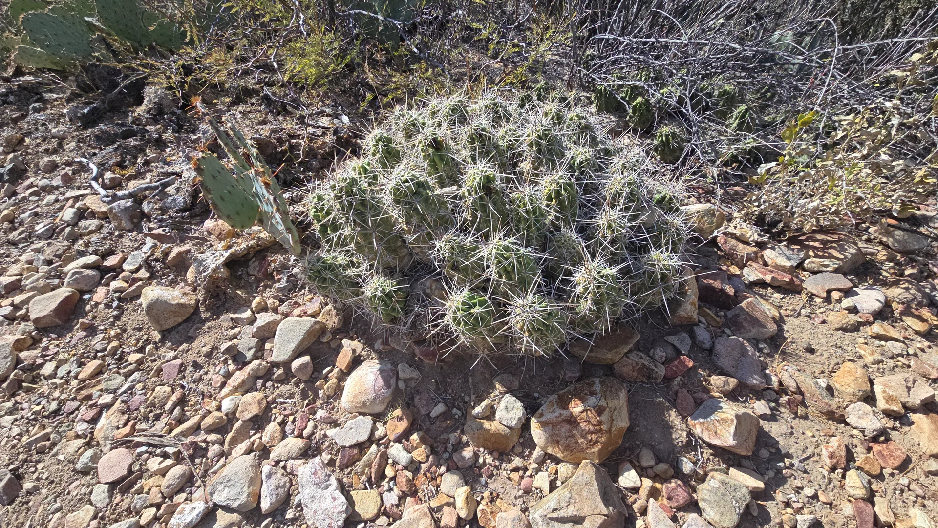 Desert cactus