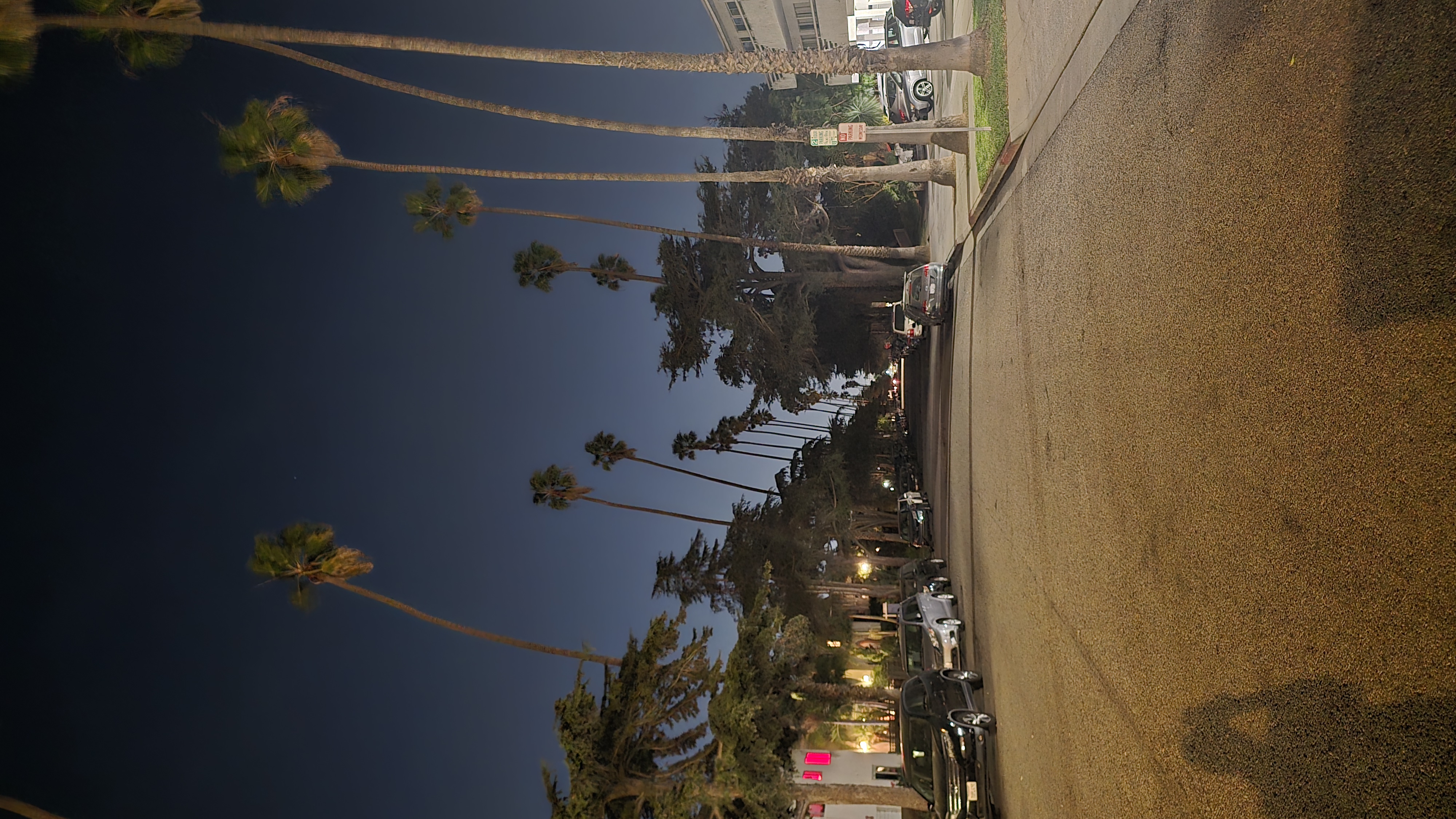 California palm tree lined street